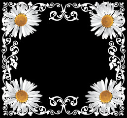 white frame with camomiles