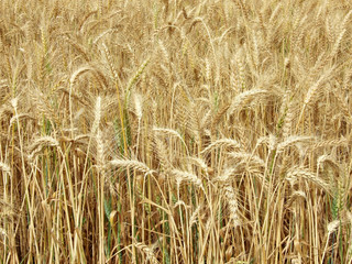 Wheat field