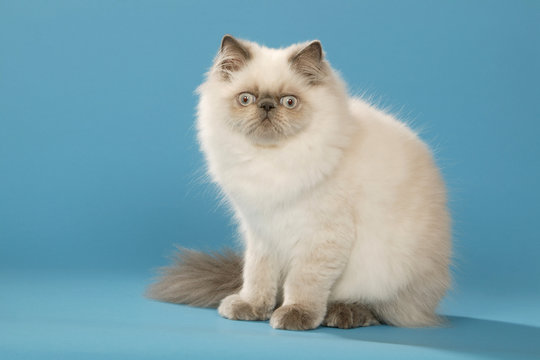 chat persan colourpoint aux gros yeux assis en studio