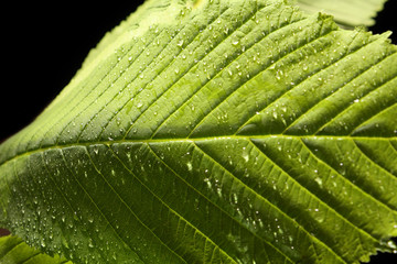 Plant on black background