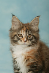 portrait d'un chaton de race maine coon en studio -bizarre