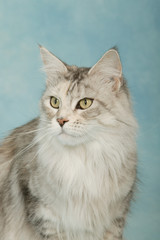 Fototapeta na wymiar portrait de chat maine coon tête tournée en studio sur fond bleu