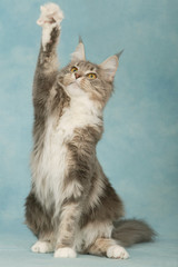 chat maine coon de face assis patte levée pour attraper