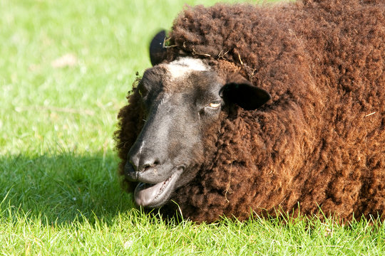 Zwartbles head & shoulders
