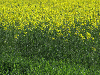 Obraz premium oil seed rape