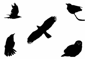 the big birds, silhouette vector set