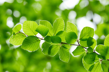 Detail of fresh beech tree leaves in early spring