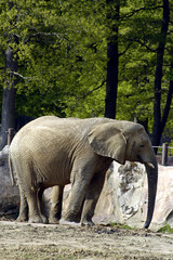 Fototapeta premium Eléphants