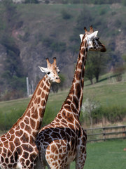 Giraffes