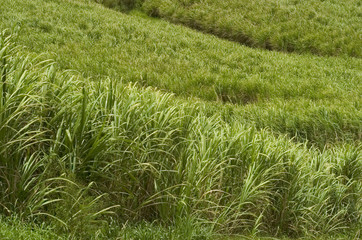 champ de canne a sucre