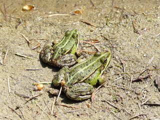 Teichfrösche