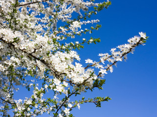 apple tree flowers