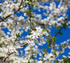 apple tree flowers