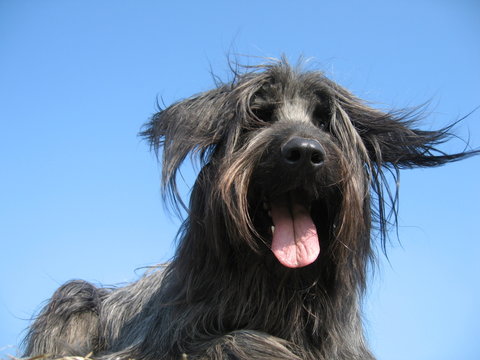 Briard vertr&auml;umt