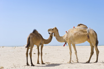 Mère et bébé chameaux