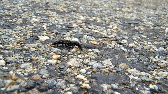 insecte rampant