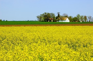 Spring Countryside