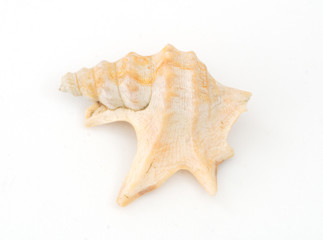 A seashell on white background.