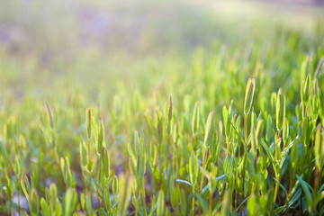 Green grass