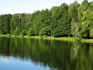 Forest lake
