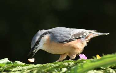 Kleiber im Sonnenlicht
