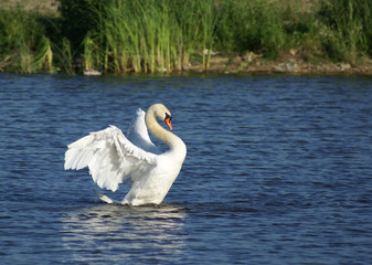 Fototapeta premium BEAUTIFUL WHITE SWAN