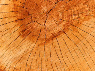 Fototapeta premium Tree an oak old