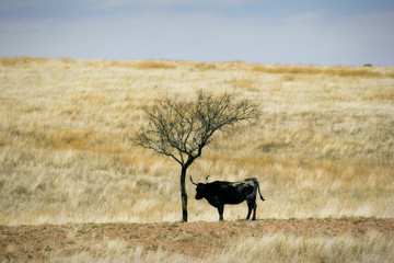 Naklejka na ściany i meble Cattle Grazing on Ranch Spring Grass