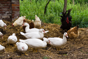 Enten und Hühner, ducks and chicken