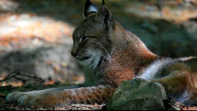 luchs