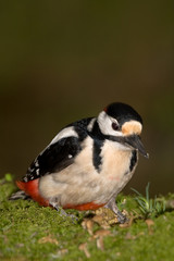 Pico picapinos