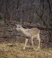 light yearling