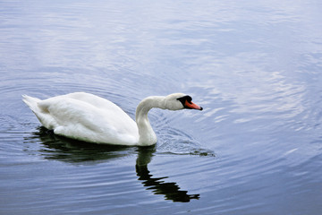 Obraz premium Schwan auf einem See