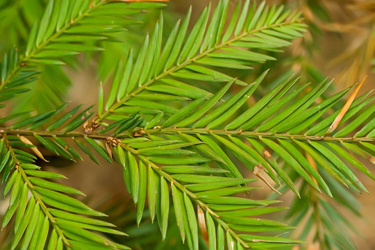 Branches of a tree