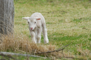 young lamb on the farm