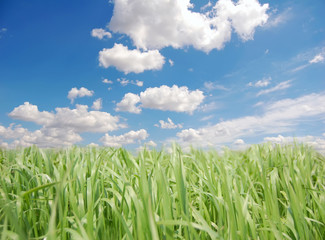 Green field and sky 18