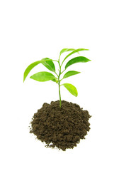 plant