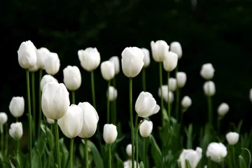 Crédence de cuisine en verre imprimé Tulipe white tulips