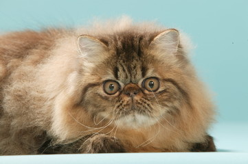 portrait de chat persan marron aux yeux marron clair