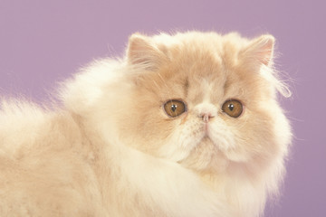 portrait de chat persan bicolore sur fond mauve,studio.