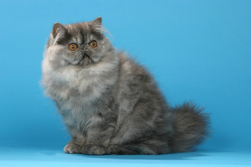Naklejka na ściany i meble chat persan assisn sur fond bleu en studio - yeux orange