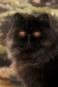 Chat Persan Noir Aux Yeux Orange Look Diabolique Stock Photo Adobe Stock
