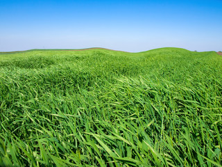 Obraz premium wheat field landscape
