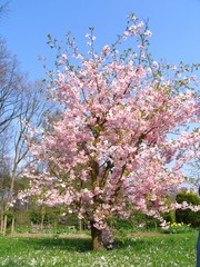 Kirschbluete, cherry blossom