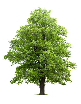 Maple Tree