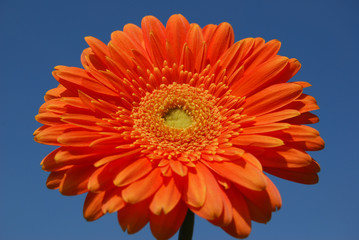 Gerbera Blume
