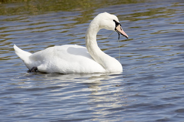 Swan