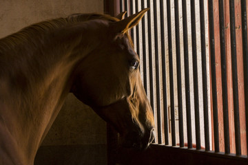 horse in its box