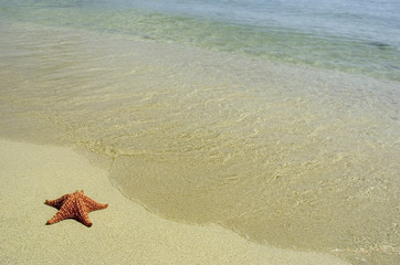 &eacute;toile de mer