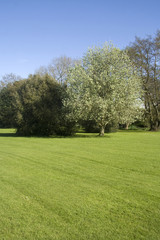 Obraz na płótnie Canvas Green grass, blue sky